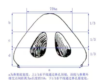 鼻生理详解